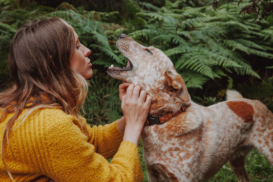 5 Signs Probiotics Could Transform Your Dog’s Gut Health - EurekaPetSTG