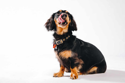 Decoding Your Dog’s Poop – What Does Healthy Look Like? - EurekaPetSTG