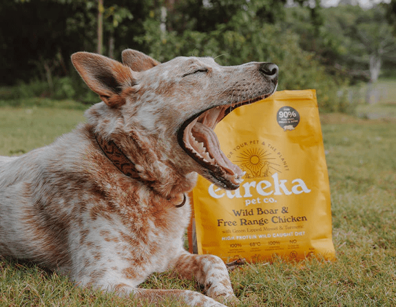How To Keep Your Dog’s Teeth Healthy, Naturally - EurekaPetSTG