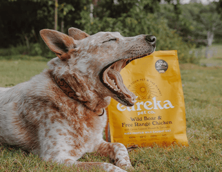 How To Keep Your Dog’s Teeth Healthy, Naturally