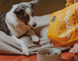Top Ingredients to Avoid in Dog Food
