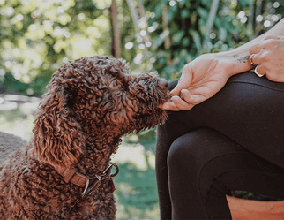 Transitioning your dog onto Eureka